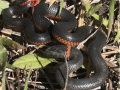 ring necked snake in grass