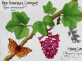 Scientific painting of Red Flowering Currant