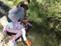 Los niños inclinados sobre un arroyo con pequeñas redes para atrapar animales