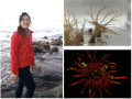 researcher with sea anemones