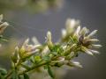 close up view of coyote brush draped in a spider web