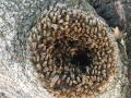 honeybees swarming in tree hollow