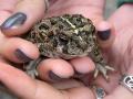 Western Toad on “nature-clean hands”