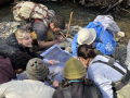 students look at insects next to a creek