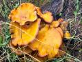 western jack o'lantern at base of tree