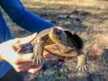 hands holding a western pond turtle