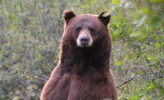 IV. The Climate and Weather Patterns in Brown Bear Habitats
