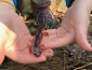 Ensatina salamander in student's hands