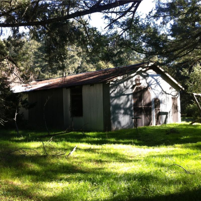 Old barn under Douglas fir trees