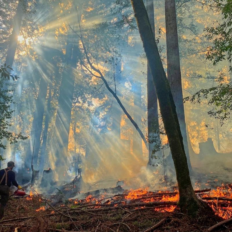 prescribed fire in a forest