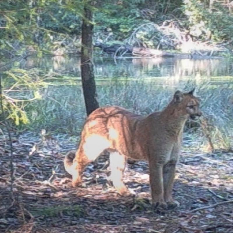 mountain lion standing in front of a pond