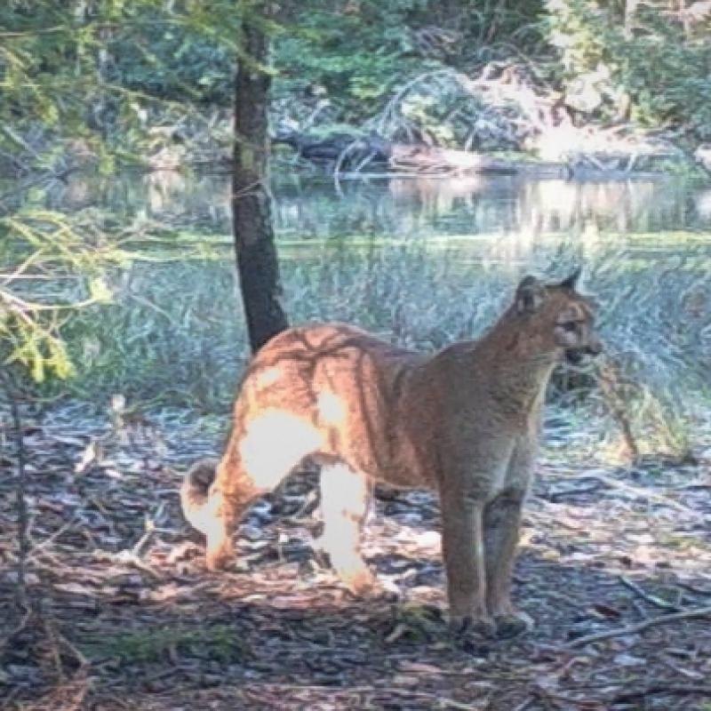 Trail camera image of a mountain lion at Galbreath Preserve