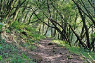 Shady trail through the oak trees
