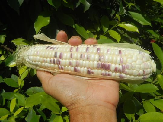 a hand holds an ear of corn