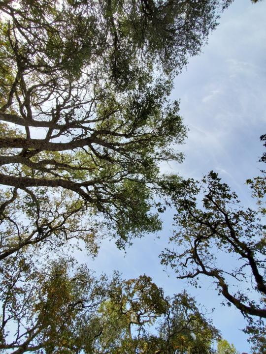 view from the ground upward to a canopy of bay and oak trees