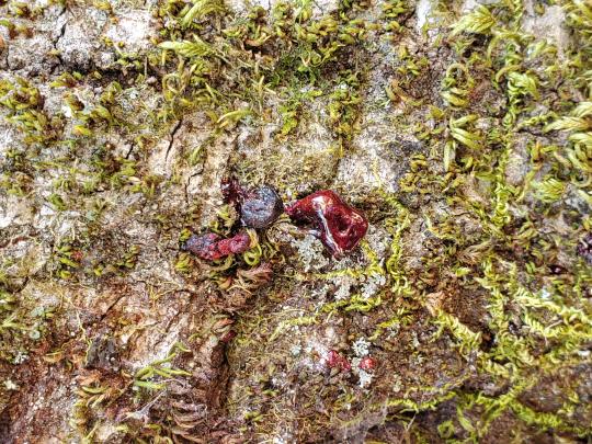 red liquid oozes out of an oak trunk