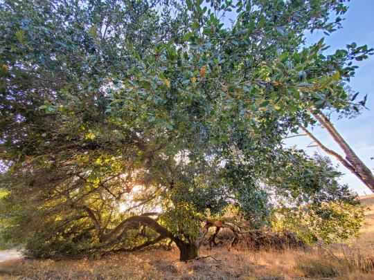 coast live oak tree at sunset