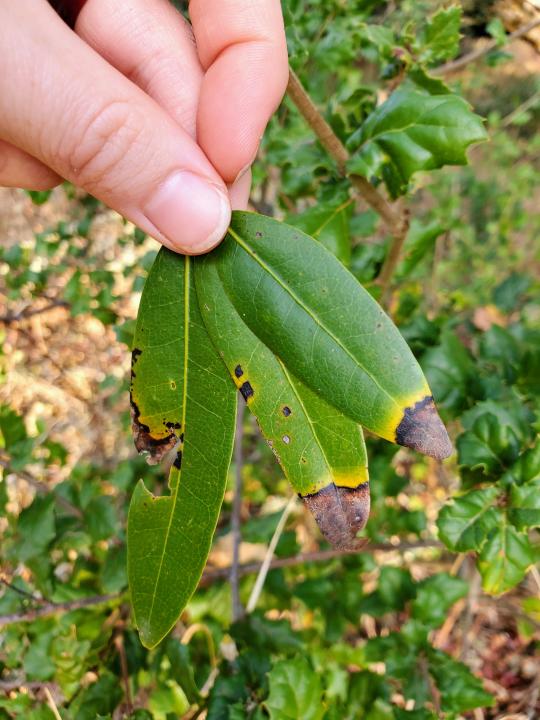 fingers hold 3 California bay laurel leaves with oak branches in the background