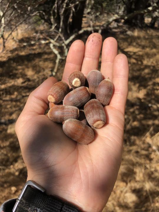 acorns in a hand over soil