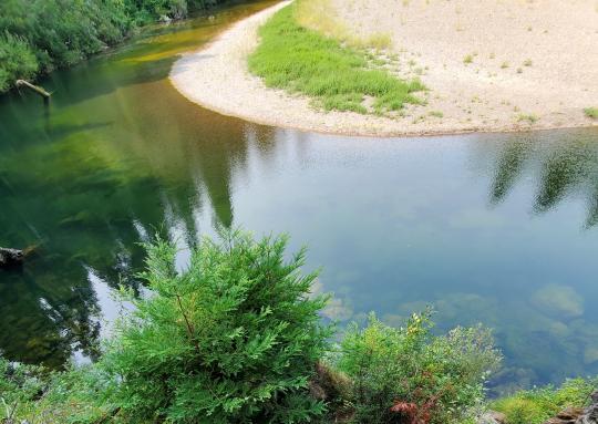 river with low bank surrounded by trees