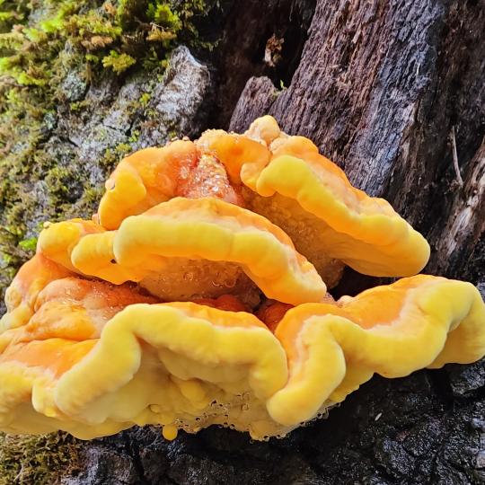 fungus growing on tree