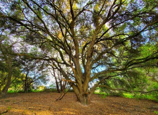 coast live oak tree