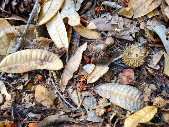 tanoak leaves and acorn caps on the ground