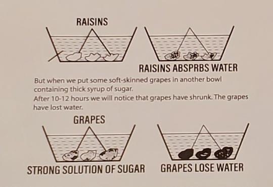 diagram of raisins in different solutions