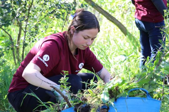 Americorps volunteer restoring along Copeland Creek