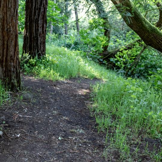 SSU Campus Nature Corridor