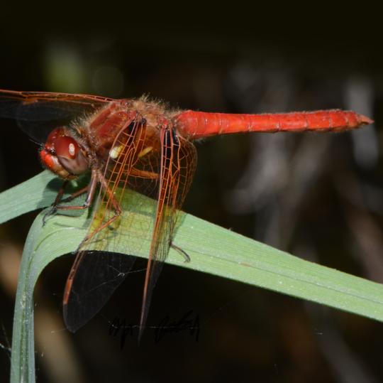 red dragonfly on leaf