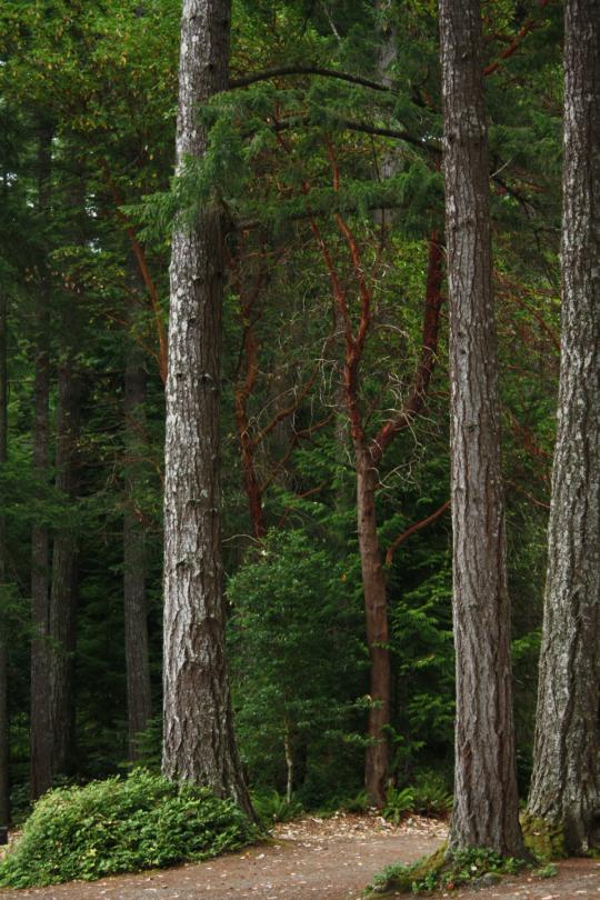 picture of douglas fir forest