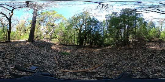 360 - Black Oak Encroached by Douglas Fir #2
