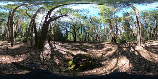 360 - Black Oak Encroached by Douglas Fir #1
