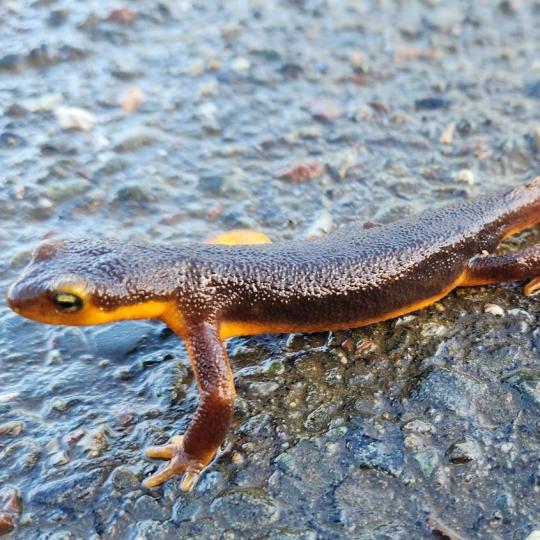 Newt photo by Christyne Davidian