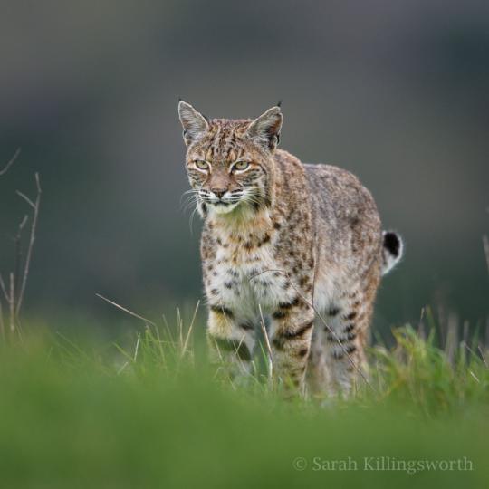 Bobcat photographed by Sarah Killingsworth