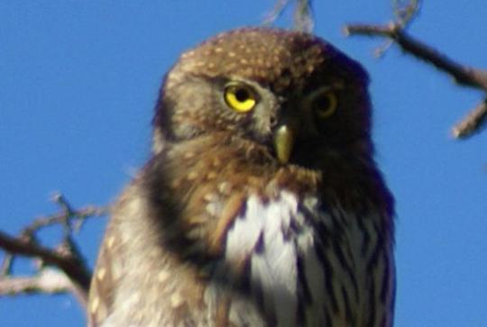 Northern Pygmy Owl