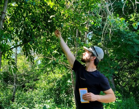 man reaching up to tree