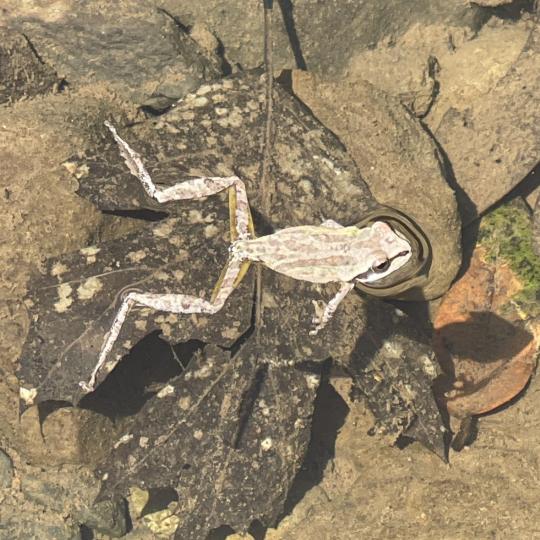 frog swimming in creek