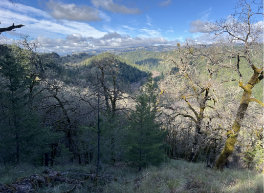 scenic view of forest from mountain