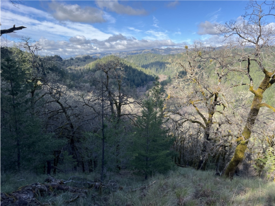 scenic view of forest from mountain