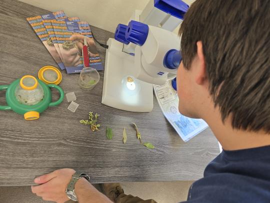 person looks into microscope with vegetation on table