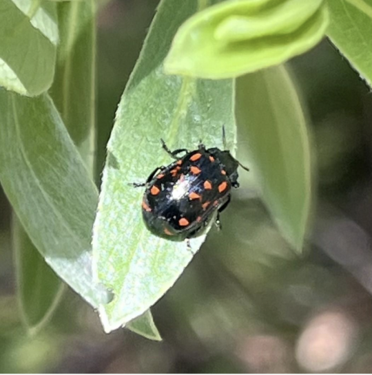 Willow Leaf Beetle