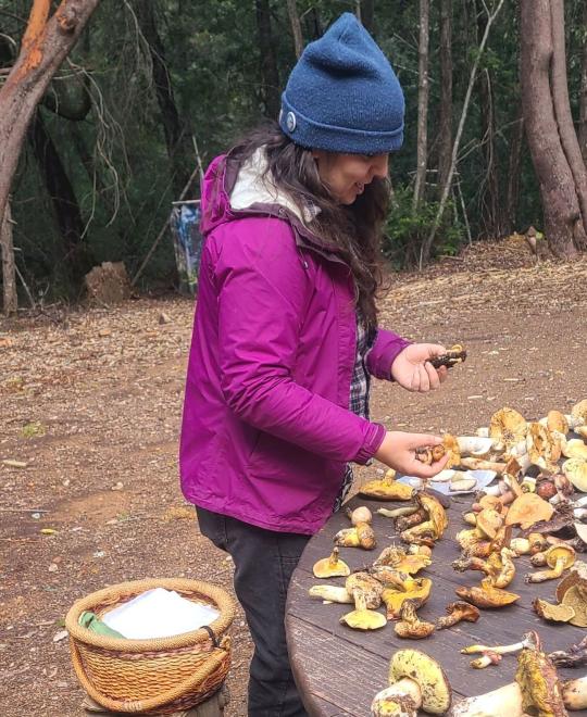 Person sorting fungi collected during a mushroom blitz