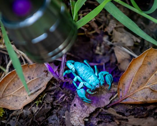 Scorpion under UV light Scorpion under UV light