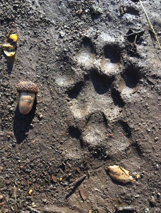 Picture of a Mountain Lion track