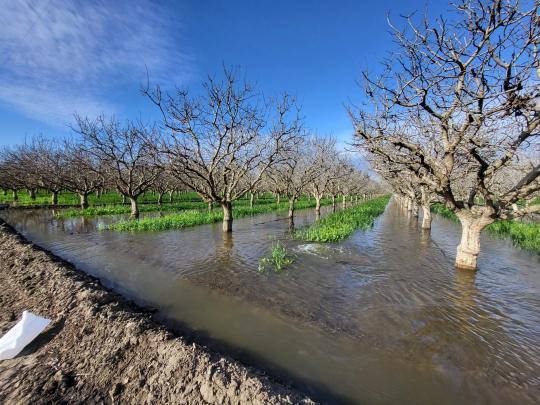 Flood irrigation process