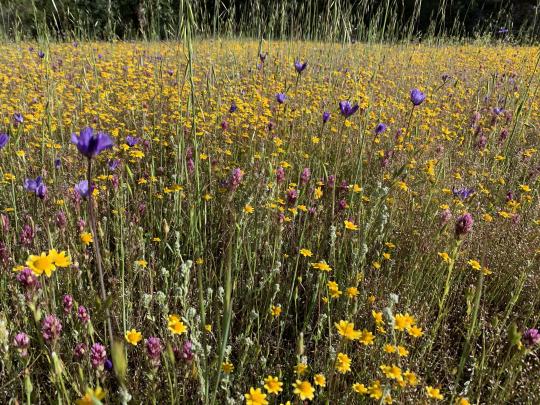 Goldfields photograhed by Andy Balestracci