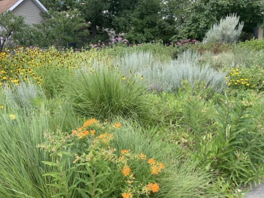 Replace lawn with native plants