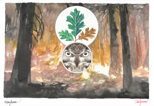 Obi Kauffman Postcard